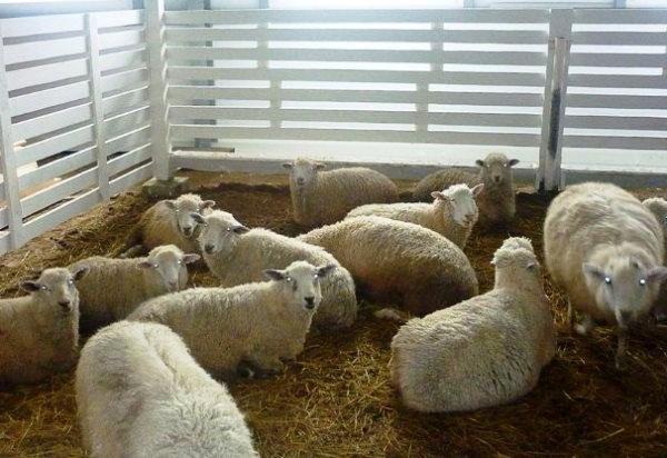 Hiver gardant les moutons dans un enclos chaud