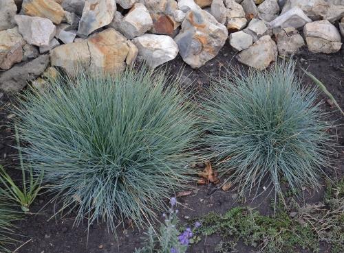 festuca glacial carbonero