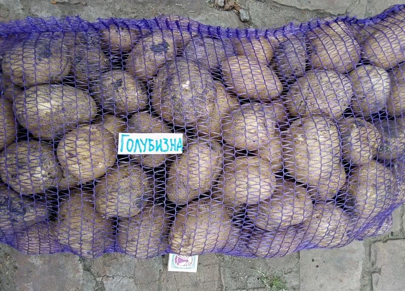 característico de la variedad de patata Golubizna