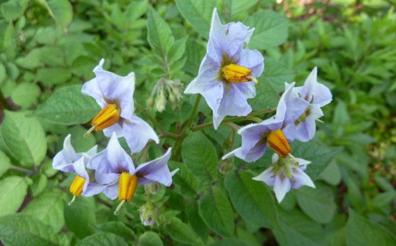 patatas en flor azul