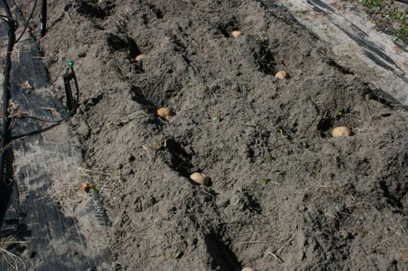 planter des pommes de terre en rangées