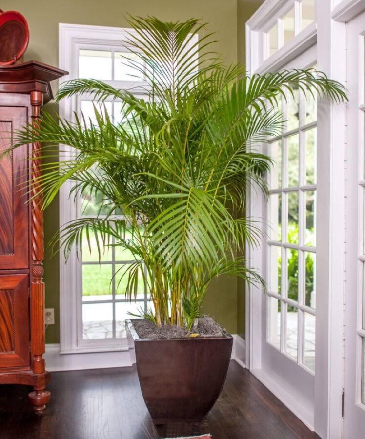 palmeraie d'intérieur