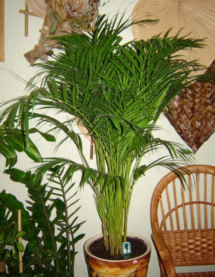 Photo de soins à domicile Areca