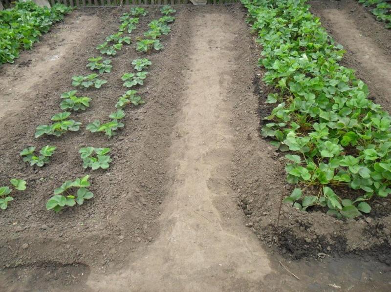 quand transplanter des fraises en automne