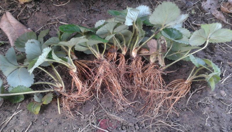 transplanter un vieux buisson fendu