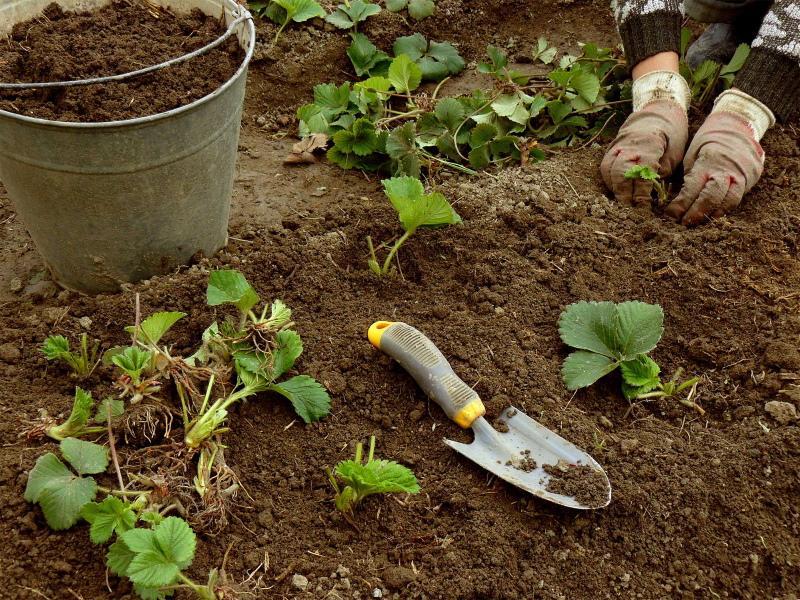 comment bien transplanter les fraises en automne
