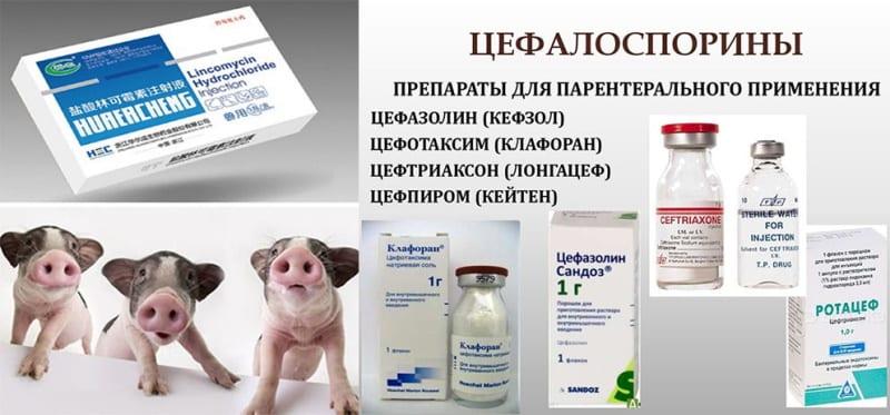 medicamentos contra la paraqueratosis en cerdos