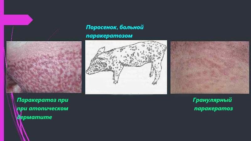 diagnóstico de paraqueratosis en cerdos
