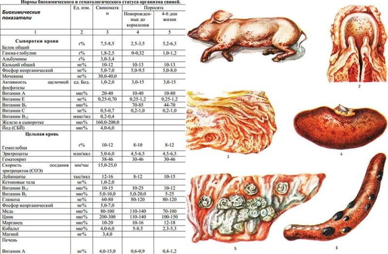 analyse biochimique