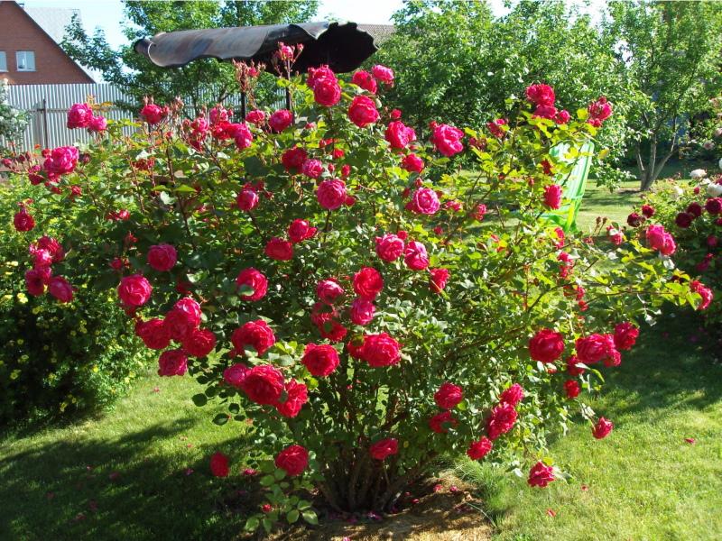 rose du parc canadien