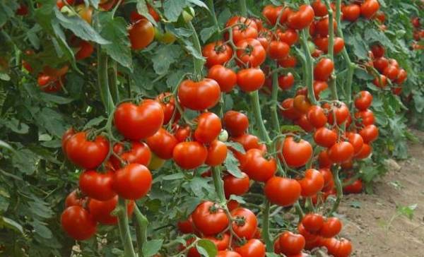 tomates déterminantes