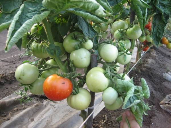 tomates vertes