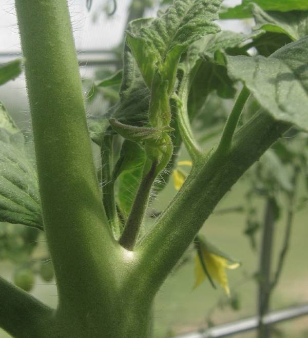 beau-fils tomate