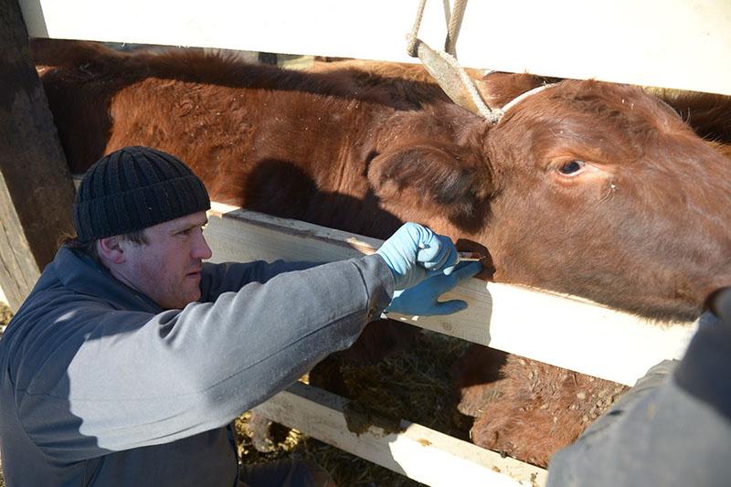 vaccination du bétail