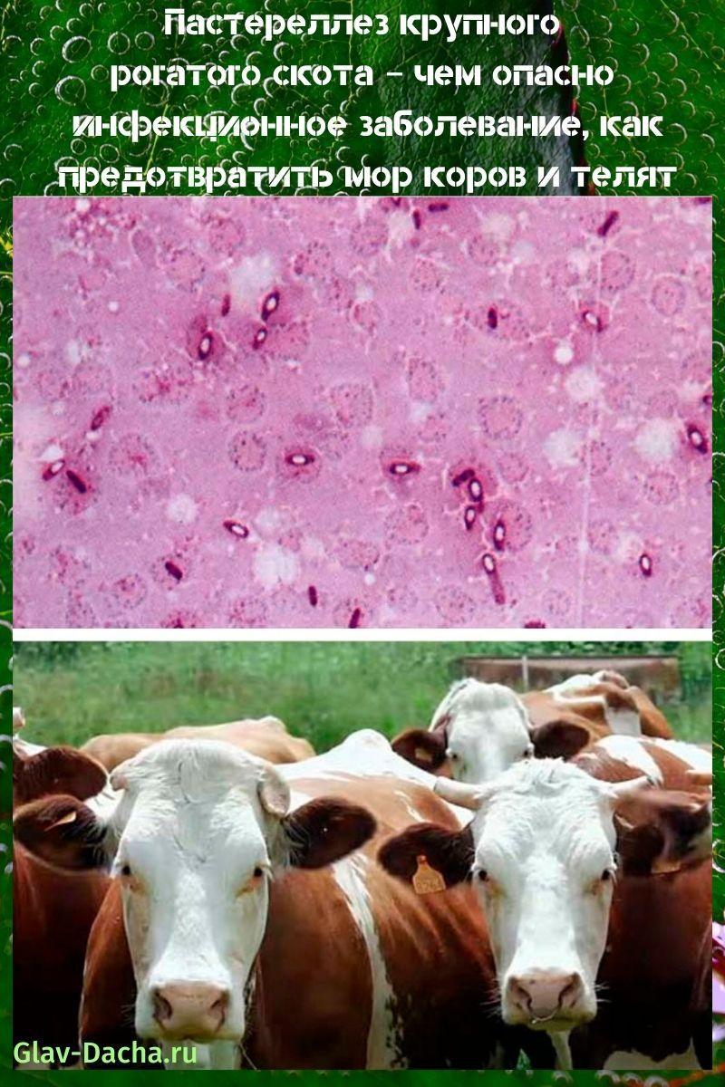 pasteurelosis bovina