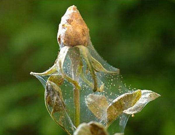 Inflorescencia de rosa dañada por una garrapata