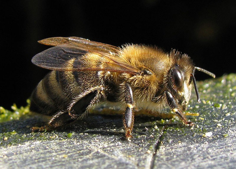 reine des abeilles karnika