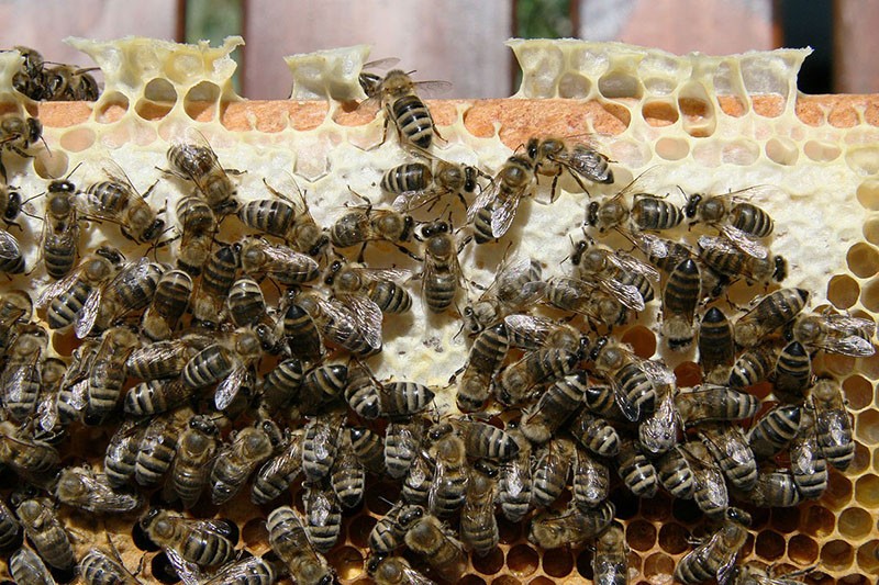 abeilles karnik dans le rucher