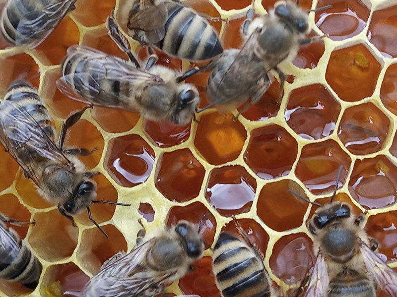 récolte de miel