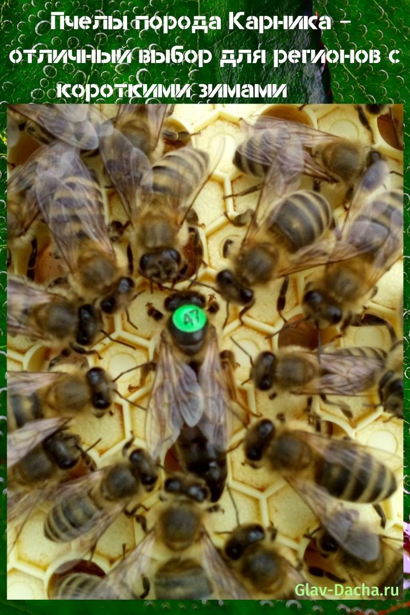 abejas carnica