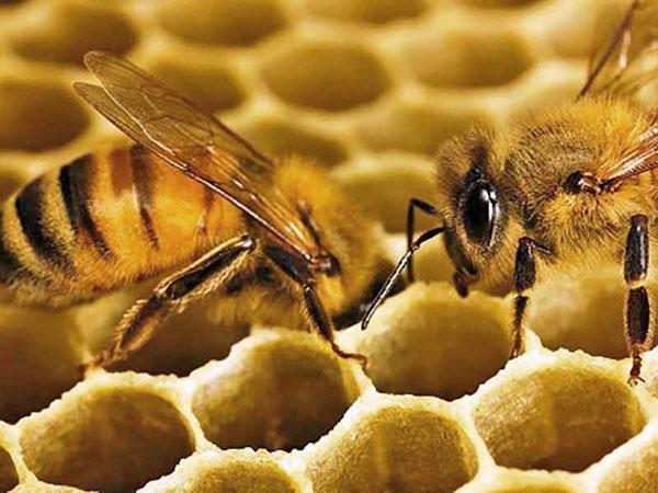 l'abeille construit des nids d'abeilles