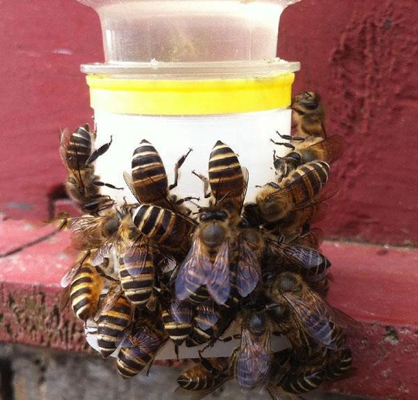 buveur d'abeilles de Chine