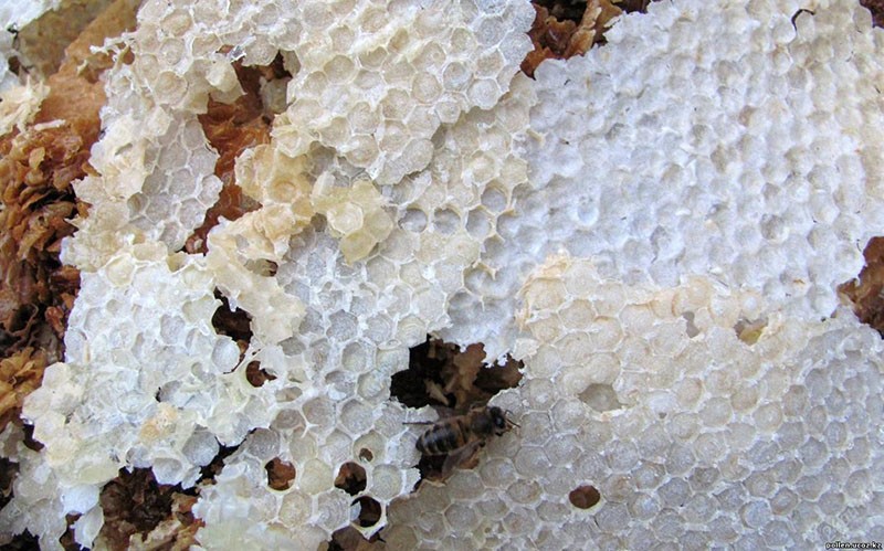 ¿Qué es un tapón de sellado en forma de panal?
