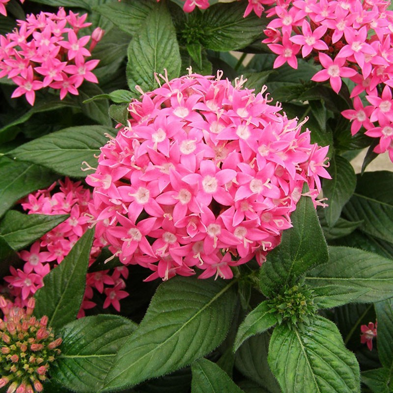 arbuste à fleurs luxuriantes