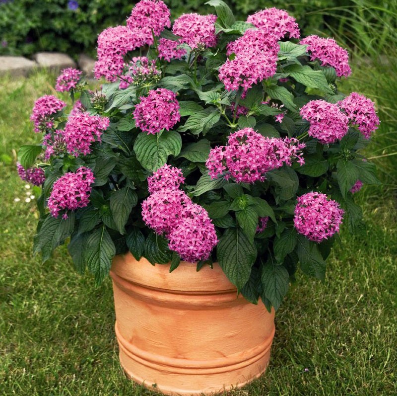 variedad híbrida de pentas