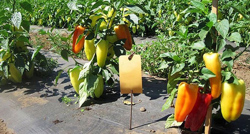 pimiento gitano en campo abierto
