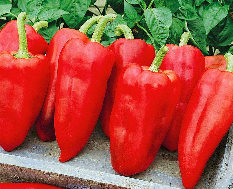 pimiento híbrido Gypsy