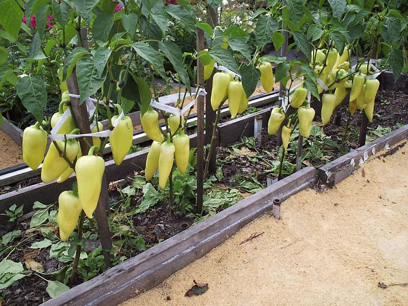 madurez técnica del pimiento gitano