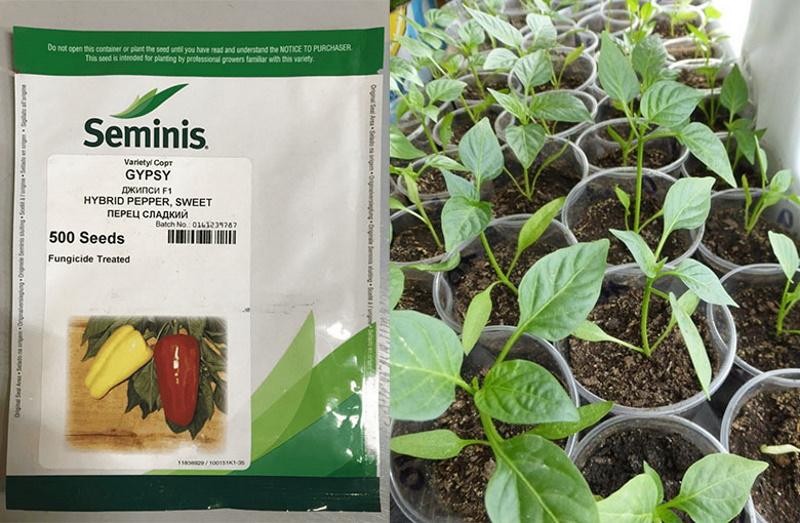 semillas y plántulas de pimiento de calidad