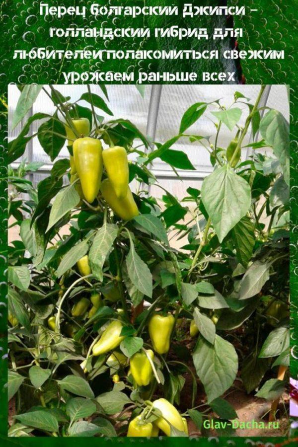 pimiento gitano