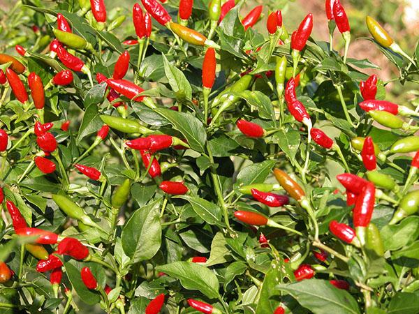 chiles tabasco