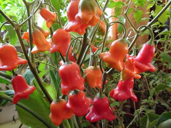 variété de piment Bellflower