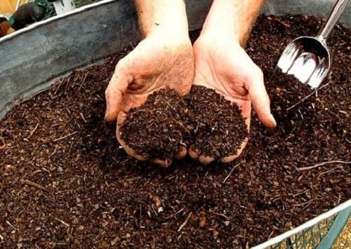 compost avec de la sciure de bois