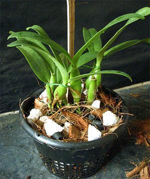 Transplanter la plante dans un nouveau pot