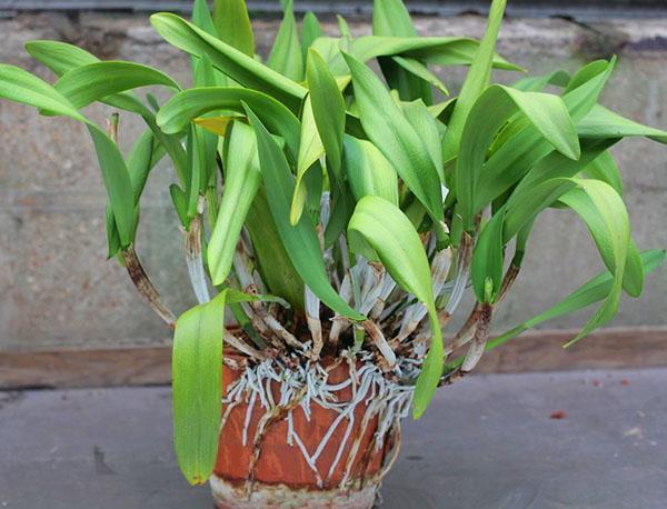 Una característica de la orquídea son las raíces aéreas.