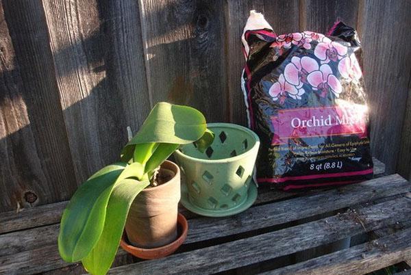 Une orchidée a besoin d'un sol spécial et d'un pot avec des trous.