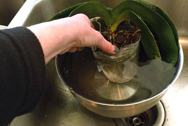 Una orquídea en una maceta vieja se sumerge en agua para liberar fácilmente las raíces del sustrato.