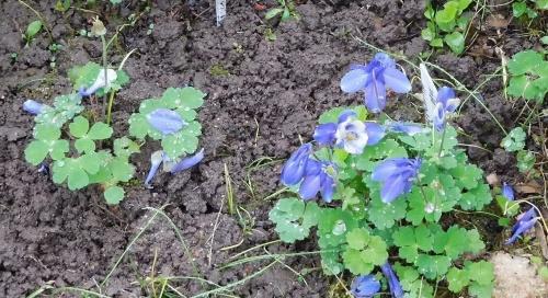 dividiendo el arbusto de aquilegia