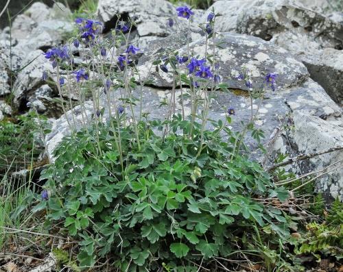 trasplante de aquilegia