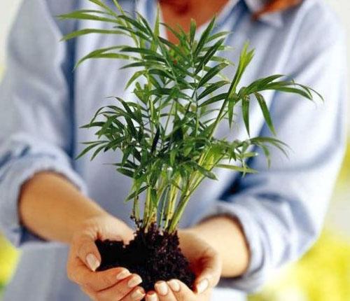 Avant le repiquage, les plantes sont vérifiées pour la présence de maladies et de ravageurs.