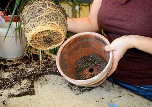 La planta se transfiere a una maceta más grande.