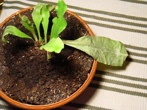 Asplenium tiene dificultades para trasplantar