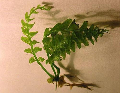 El frágil follaje del asplenium requiere un manejo cuidadoso