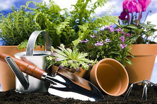 Trasplante de plantas en casa