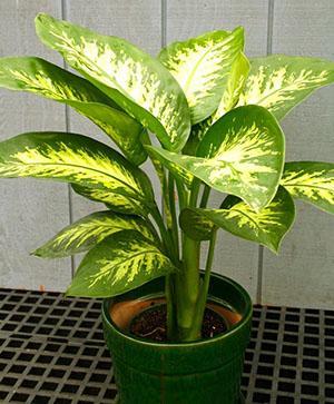 Dieffenbachia après greffe