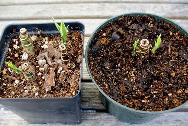 Nuevos brotes después de podar dieffenbachia.